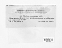 Tulostoma mammosum image